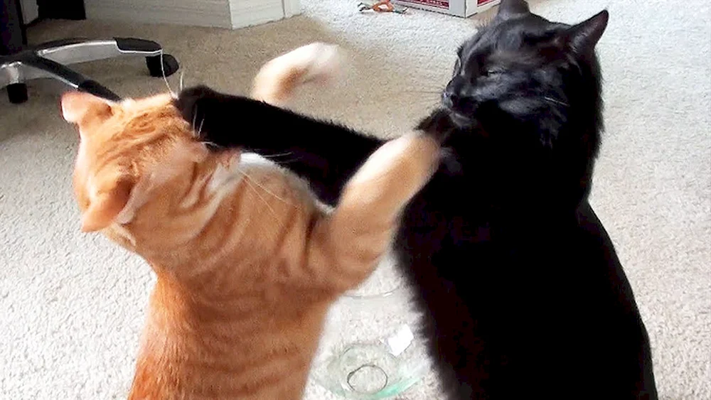 Katzen kämpfend