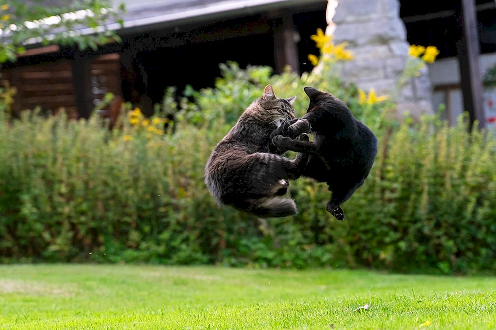 Katzen kämpfende