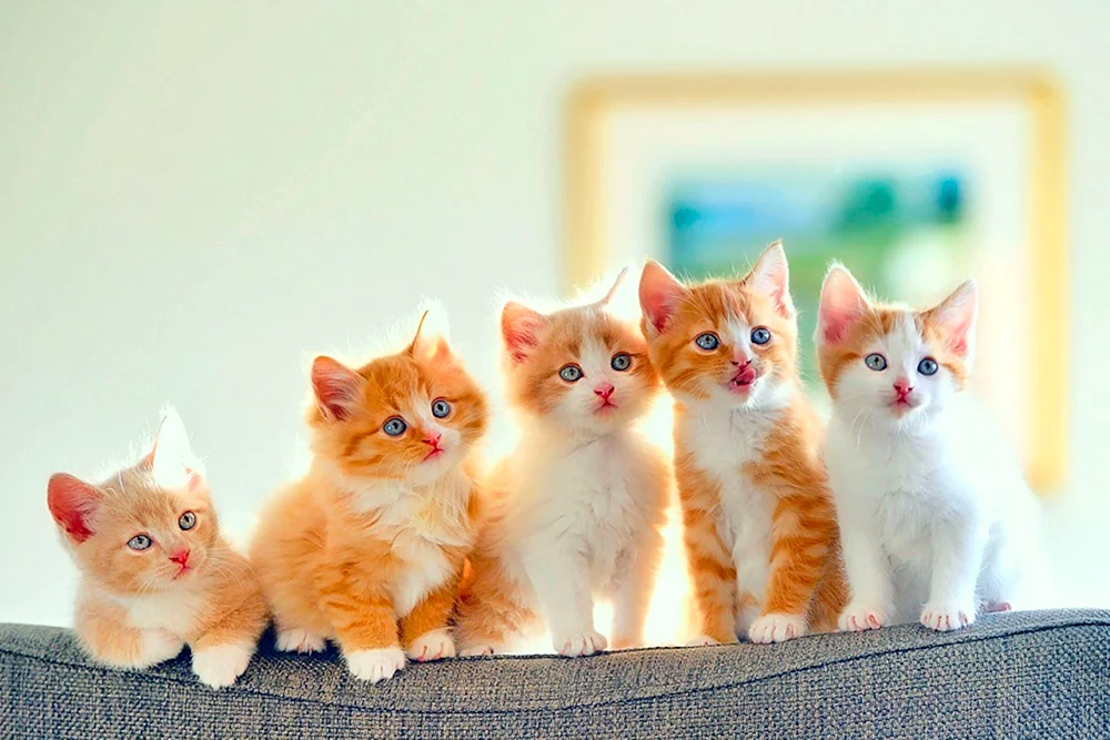 Süße Katzen