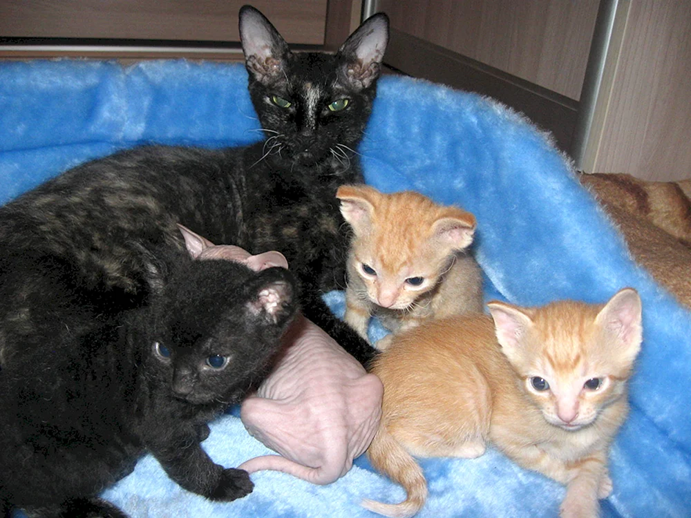 Don Sphynx Kätzchen BHs