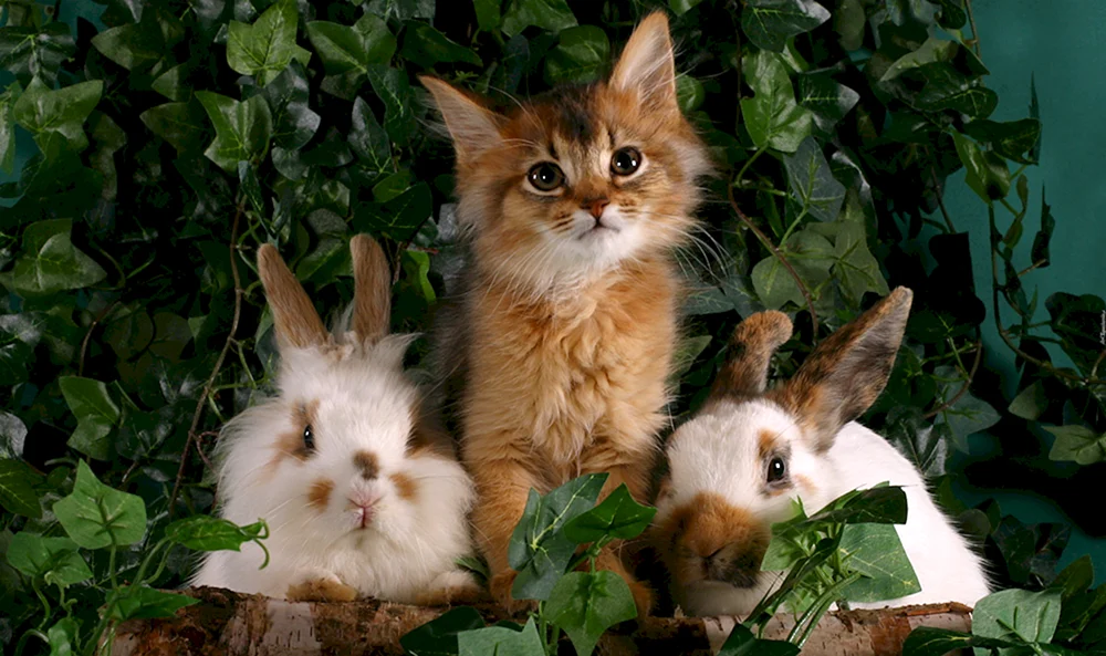 Katze und Häschen