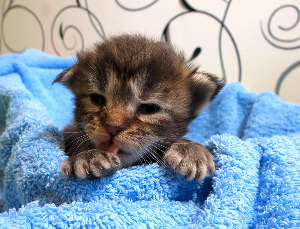 Maine Coon Kätzchen 3 Wochen alt