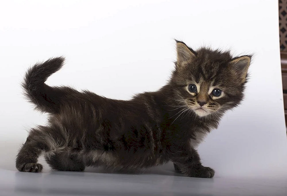 Maine Coon Kätzchen 1 Monat alt