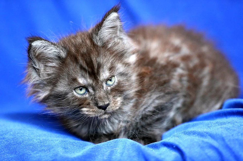 Maine Coon Kätzchen 1. 5 Monate