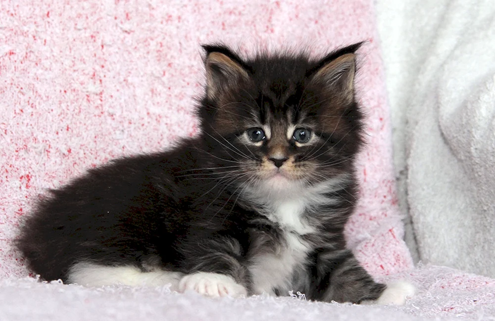 Maine Coon Kätzchen