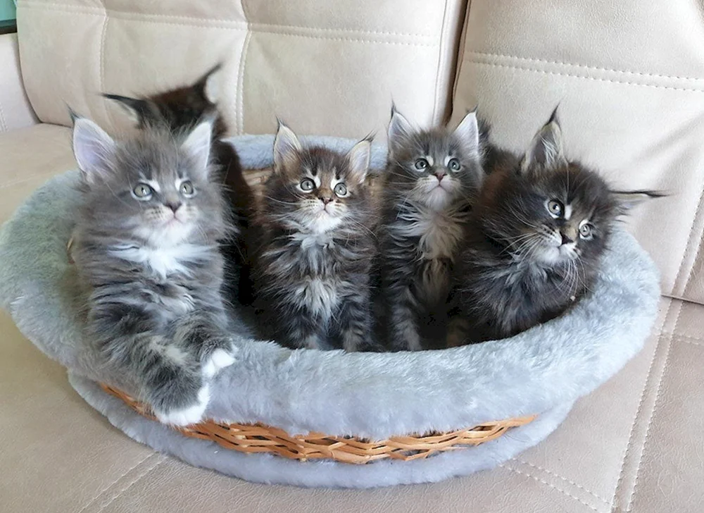 Maine Coon glatthaarig