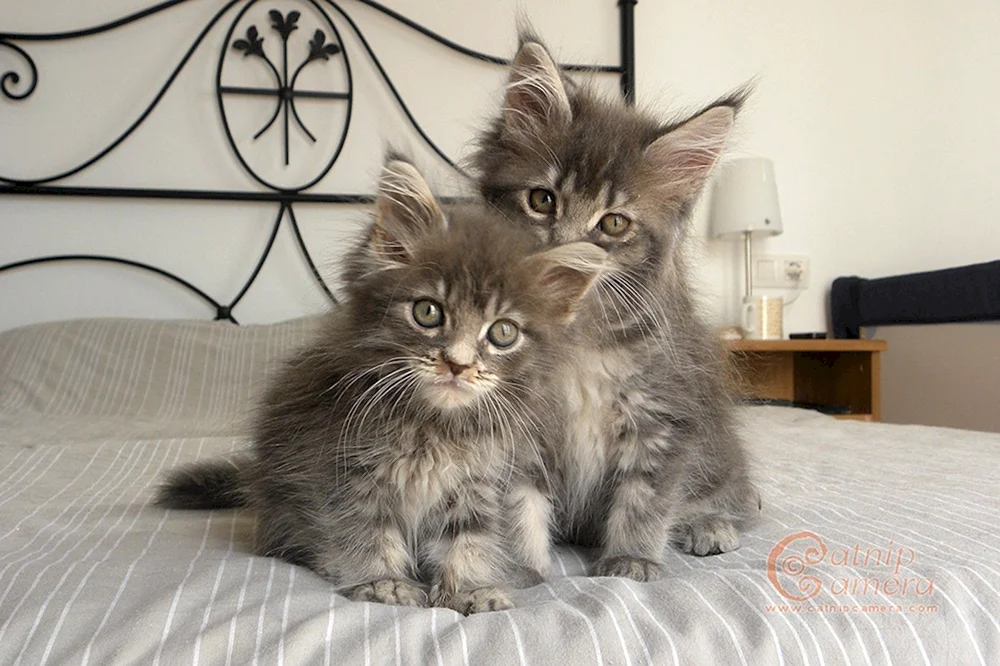 Maine Coon 3 Monate alt