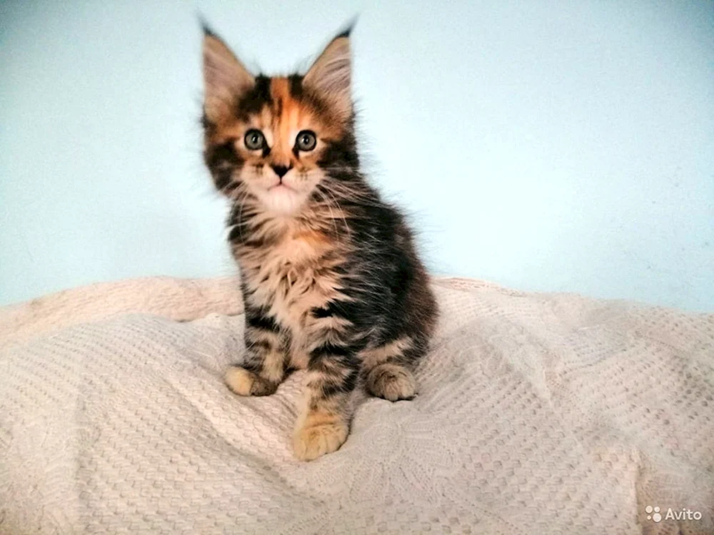 Maine Coon Kätzchen 1. 5 Monate