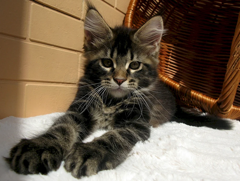 Maine Coon Kätzchen 2 Monate