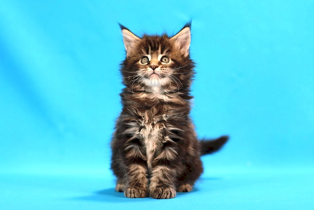 Maine Coon cremefarbig Solid