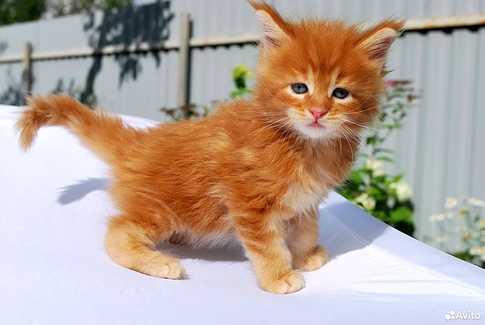 Maine Coon