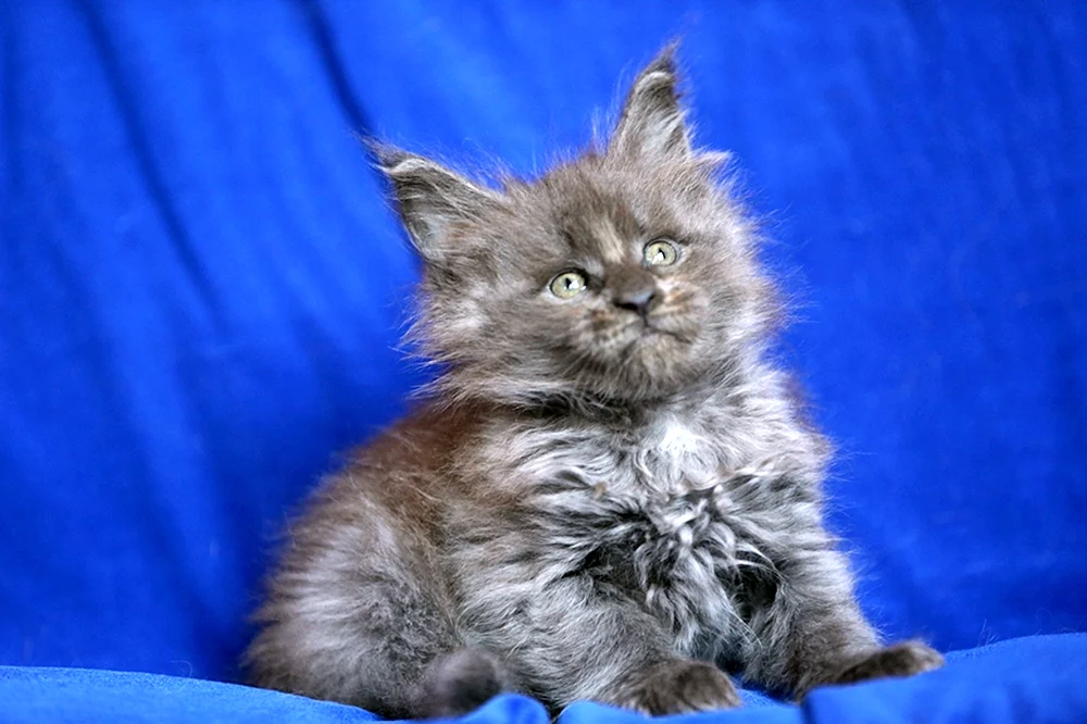 Maine Coon mestis