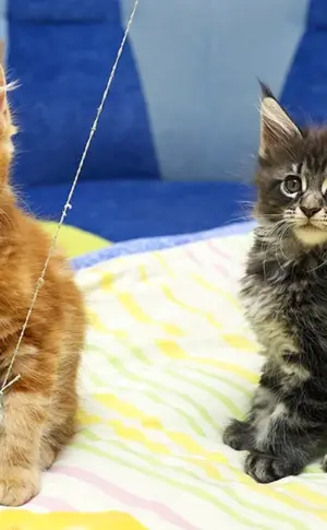 Maine Coon Kätzchen 2 Monate alt