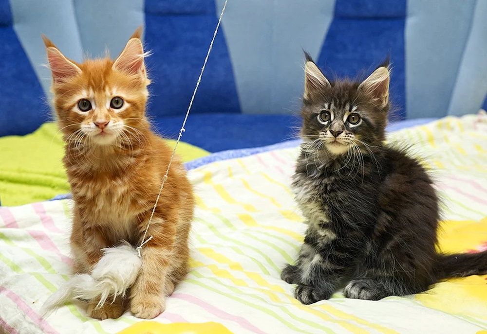 Maine Coon Kätzchen 2 Monate alt