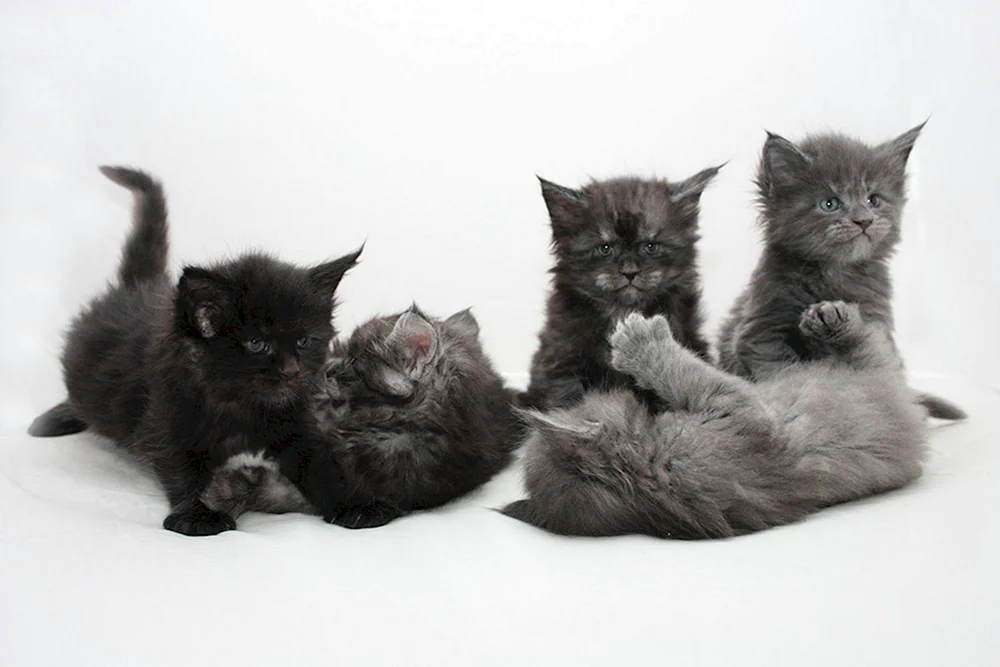 Maine Coon Kätzchen 2 Monate alt