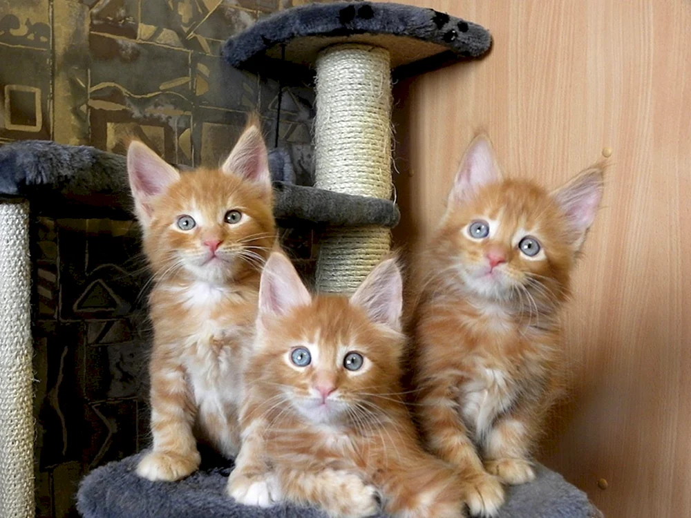 Maine Coon Kätzchen 2 Monate