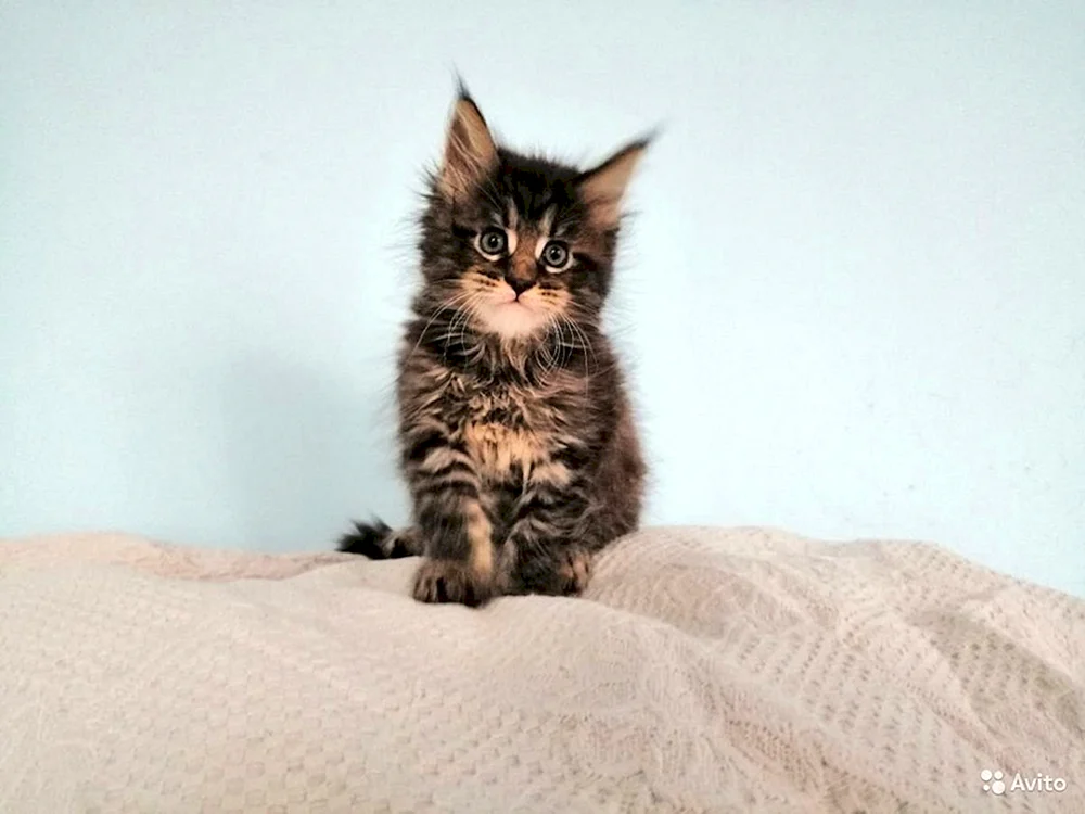 Maine Coon Kätzchen 2 Monate