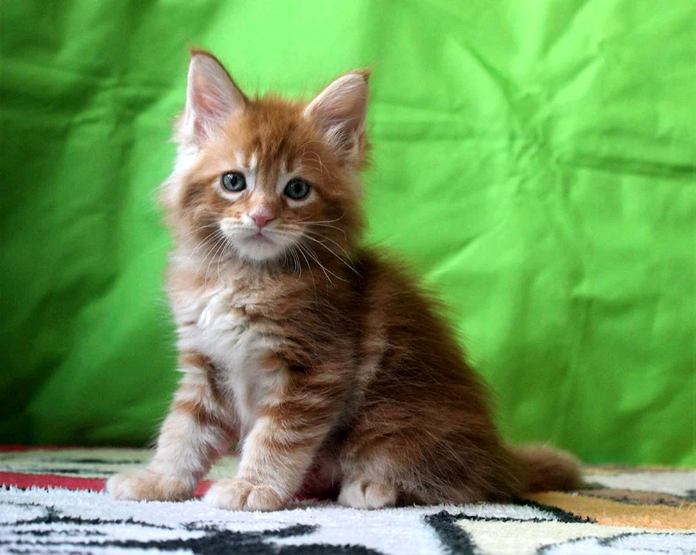 Maine Coon tricolour Kätzchen 1. 5 Monate