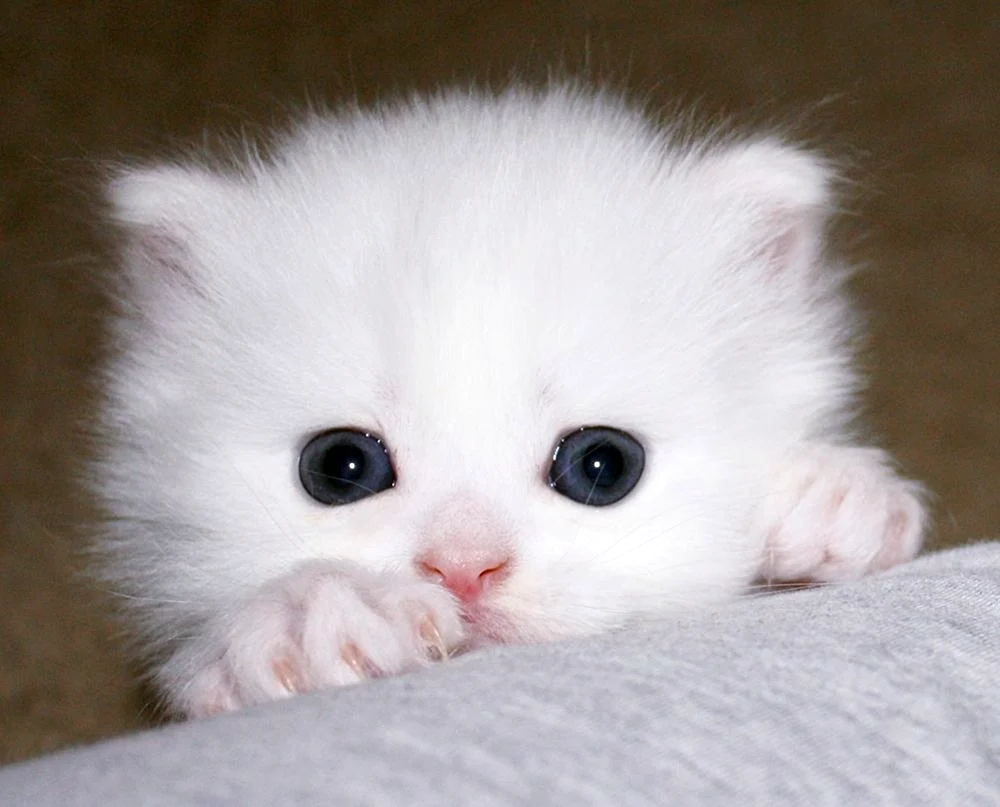 Angora-Chinchilla-Kätzchen Katze