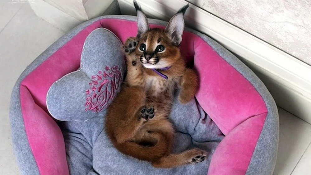 Anime Katzen