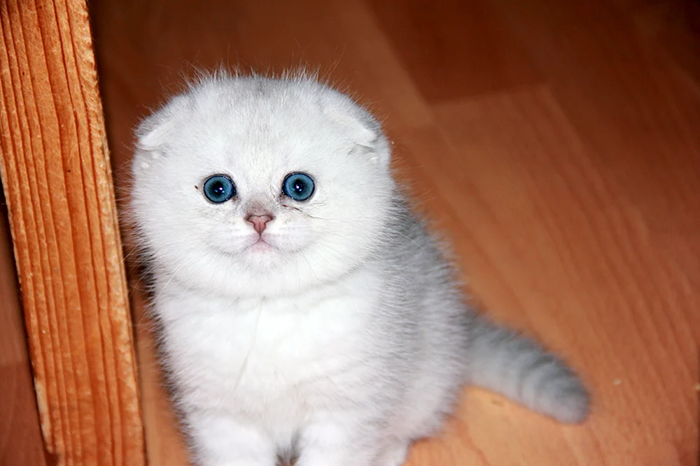 Schottische Meerkatze weiß