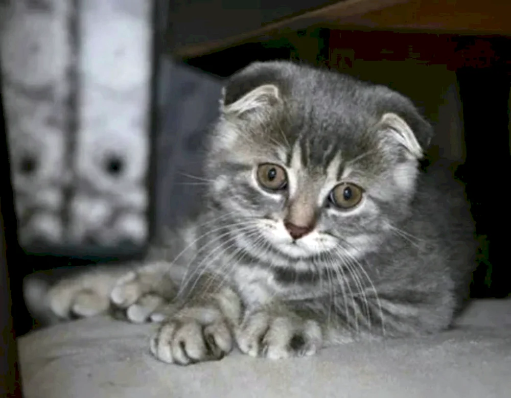 Scottish Fold Lop-Ohr Kätzchen