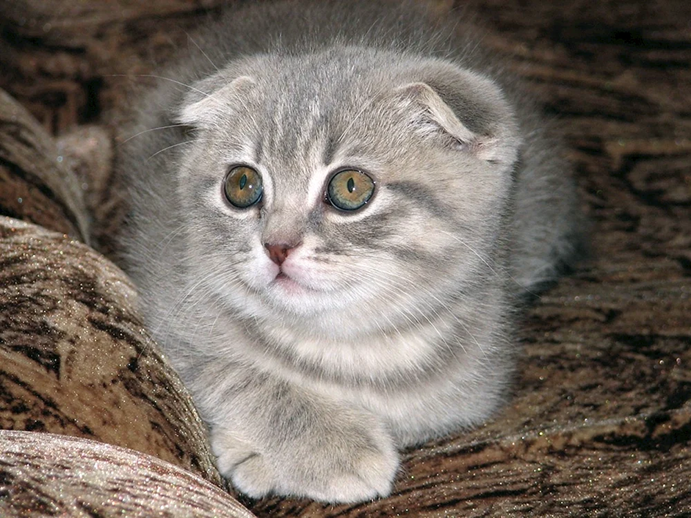 Scottish Fold Scottish lop