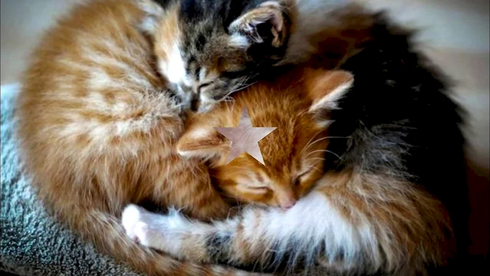Katzen schmusend verliebt