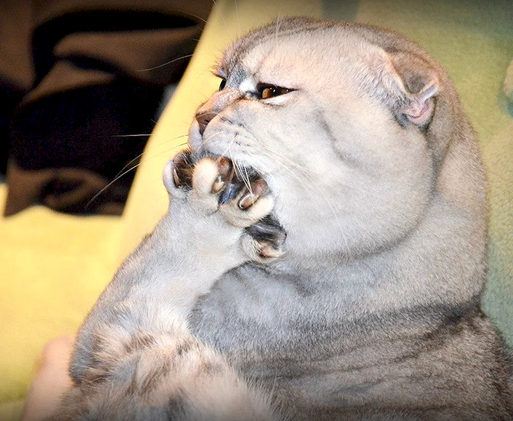 Katze denken