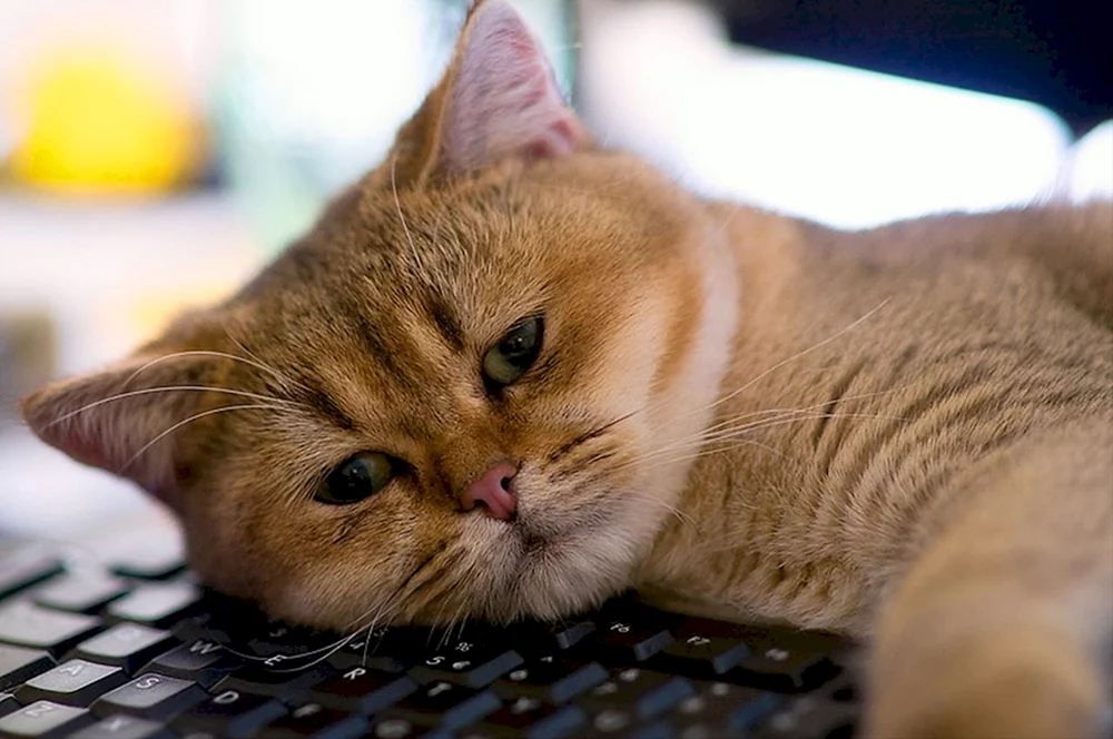 Süße Katzen