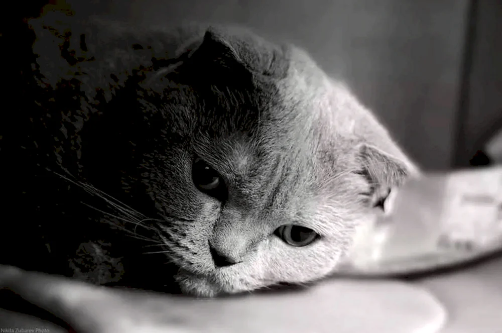 Luhu Katze