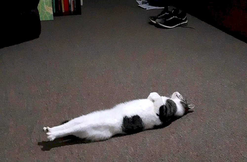 Katze auf dem Rücken liegend