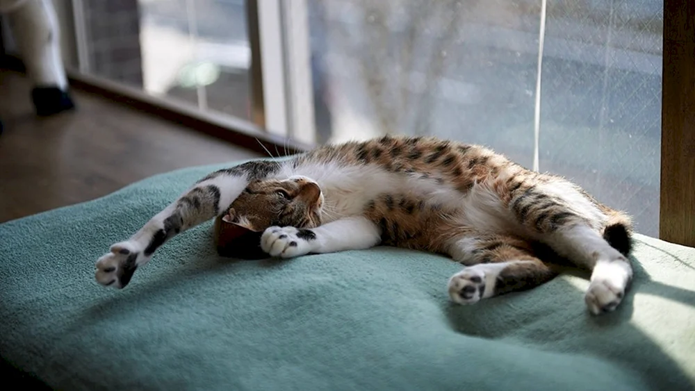 Schlafende Katze