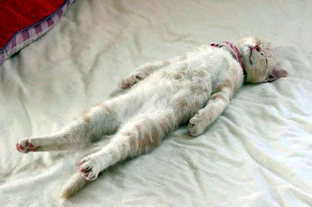 Katze legt sich hin
