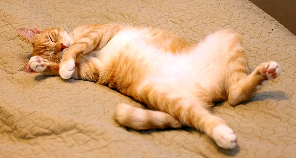 Ocicetus ginger