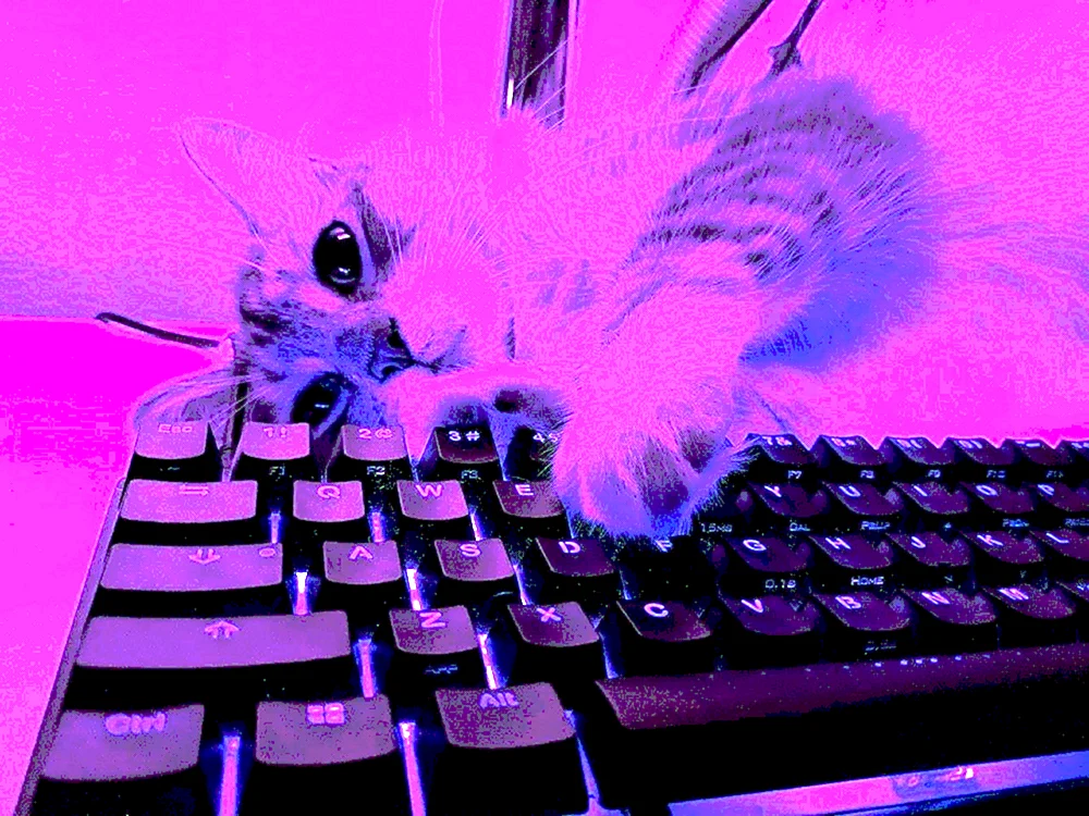 Katze auf der Tastatur