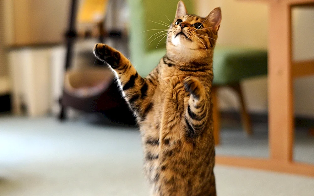 Europäische Kurzhaarkatze