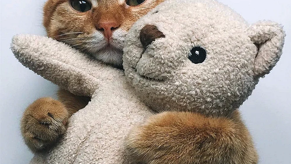 Katzen schmusen