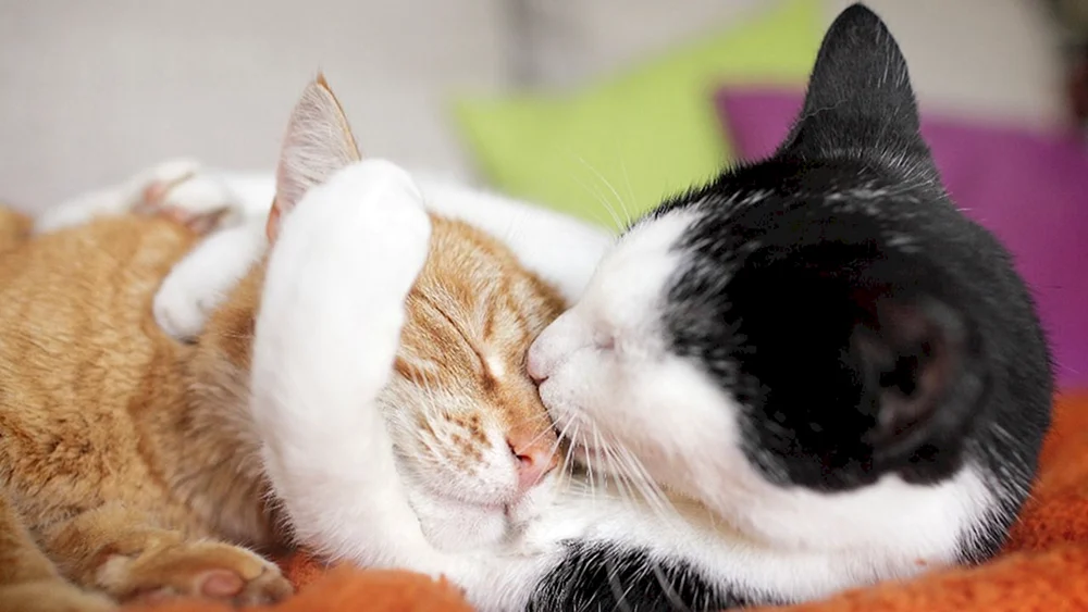 Katzen schmusen