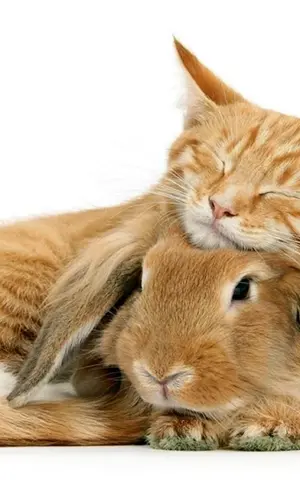 Katze umarmt Hase