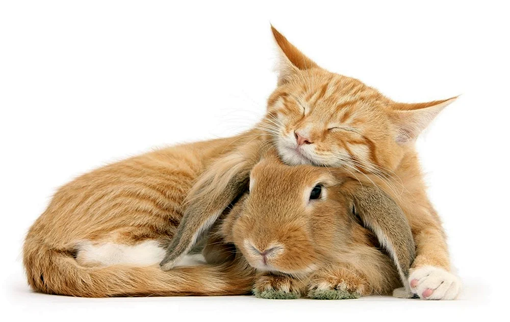 Katze umarmt Hase