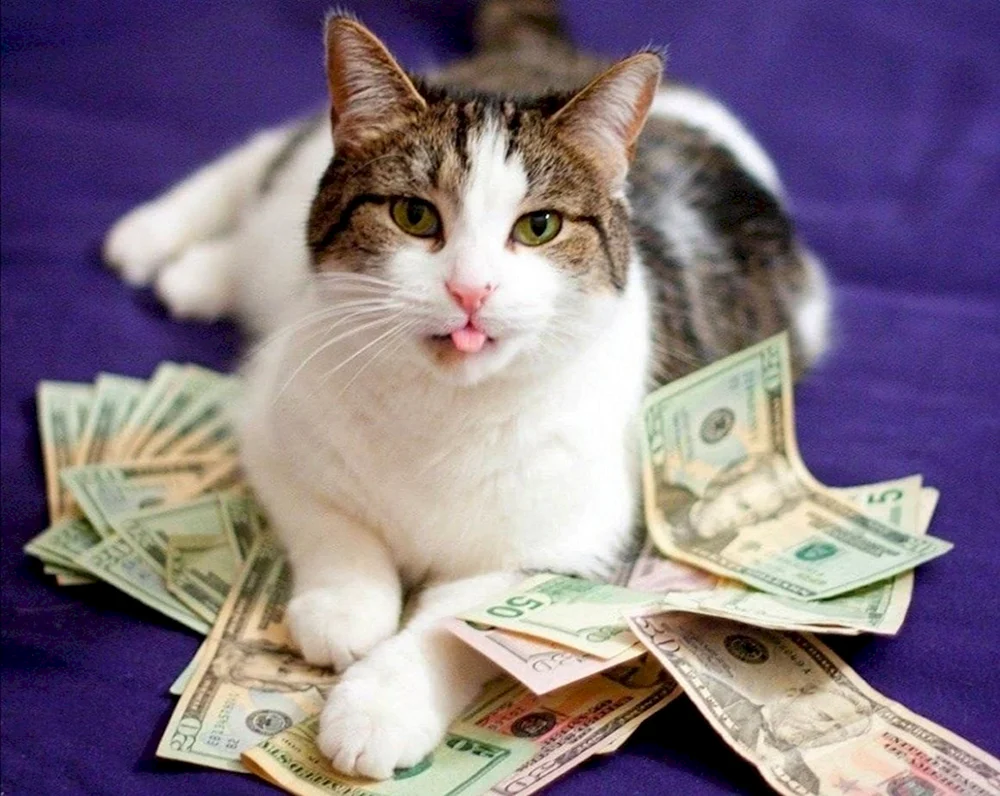Katze mit Geld