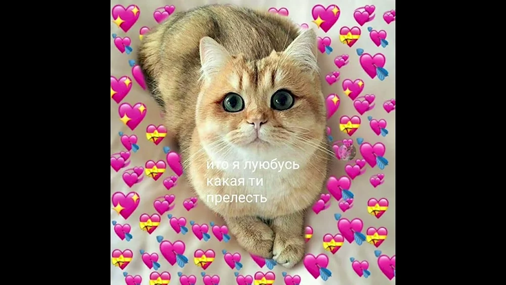 Katze mit Herz