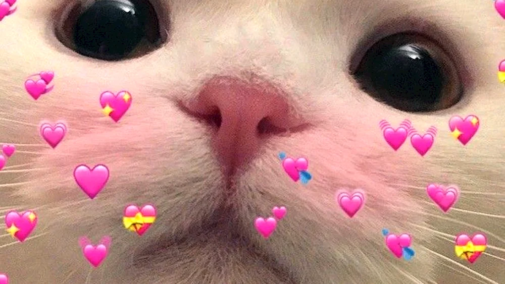 Katze mit Herz