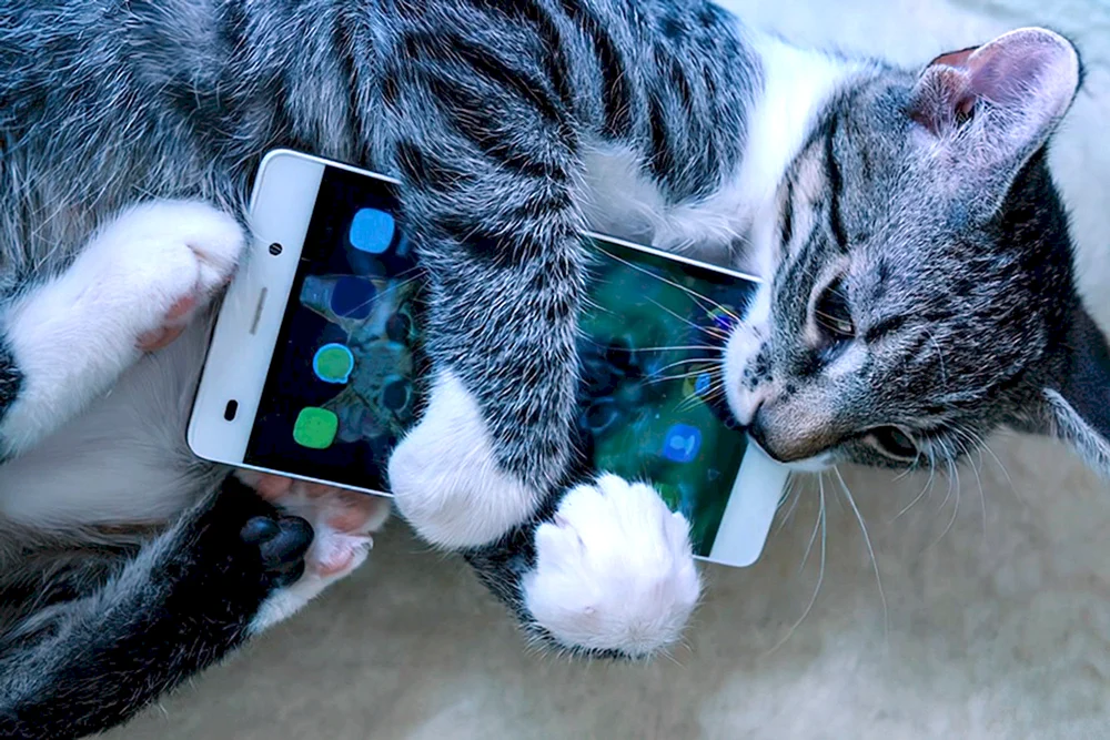 Katze mit Telefon