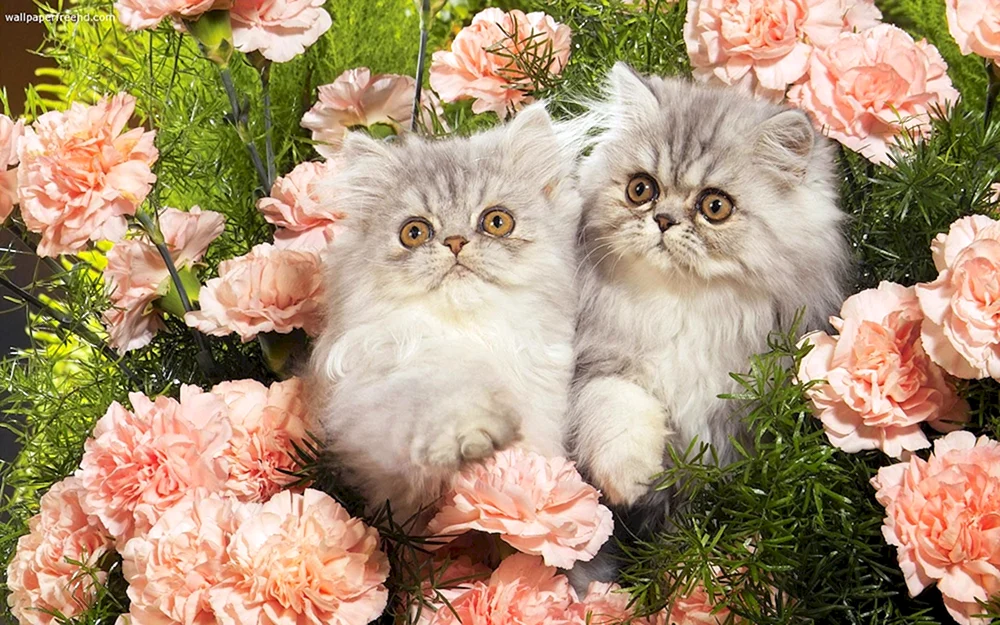 Siamkatze