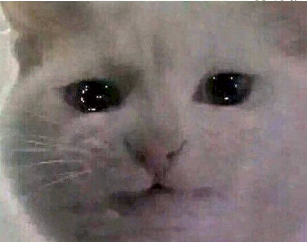 Katze weint