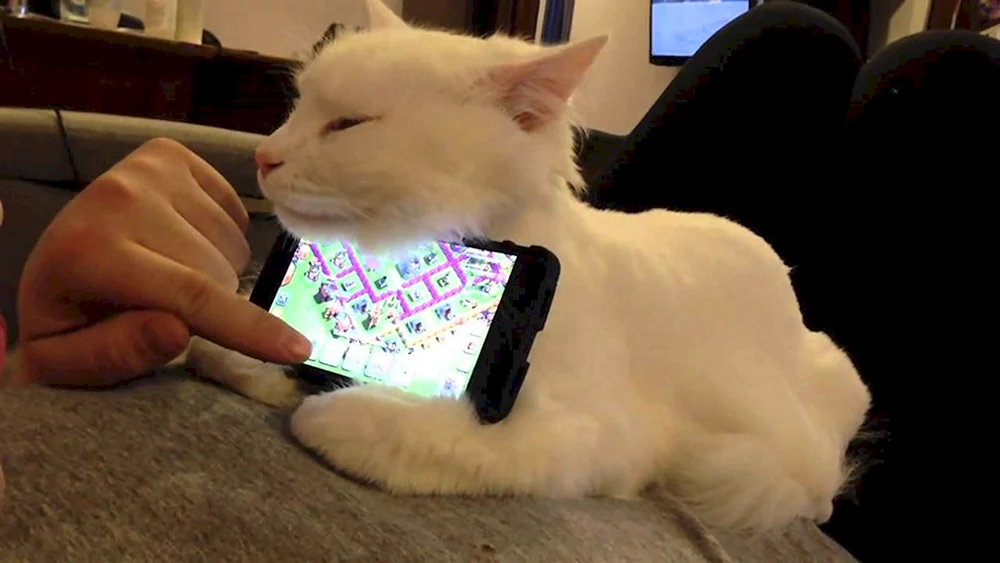 Katze mit Brille