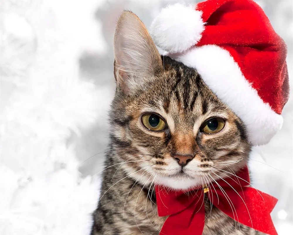 Silvesterkätzchen Katze