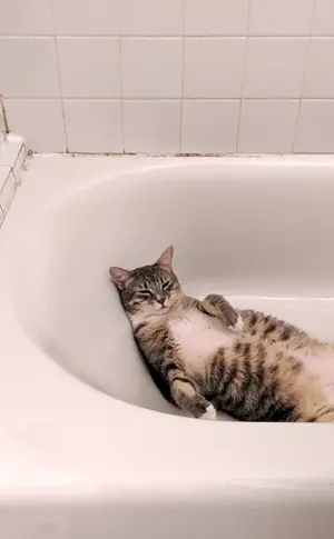 Katze in der Badewanne